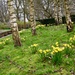 Daffodils by gillian1912