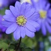 Anemone Blanda by foxes37