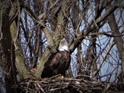 5th Mar 2020 - One of the Eagles