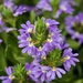Violet Flowers P2091541 by merrelyn