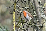 8th Mar 2020 - Today's robin
