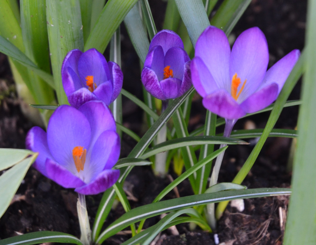 Purple Crocus Flowers by arkensiel