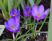 8th Mar 2020 - Purple Crocus Flowers