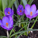 Purple Crocus Flowers by arkensiel