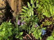 8th Mar 2020 - Corydalis ... again