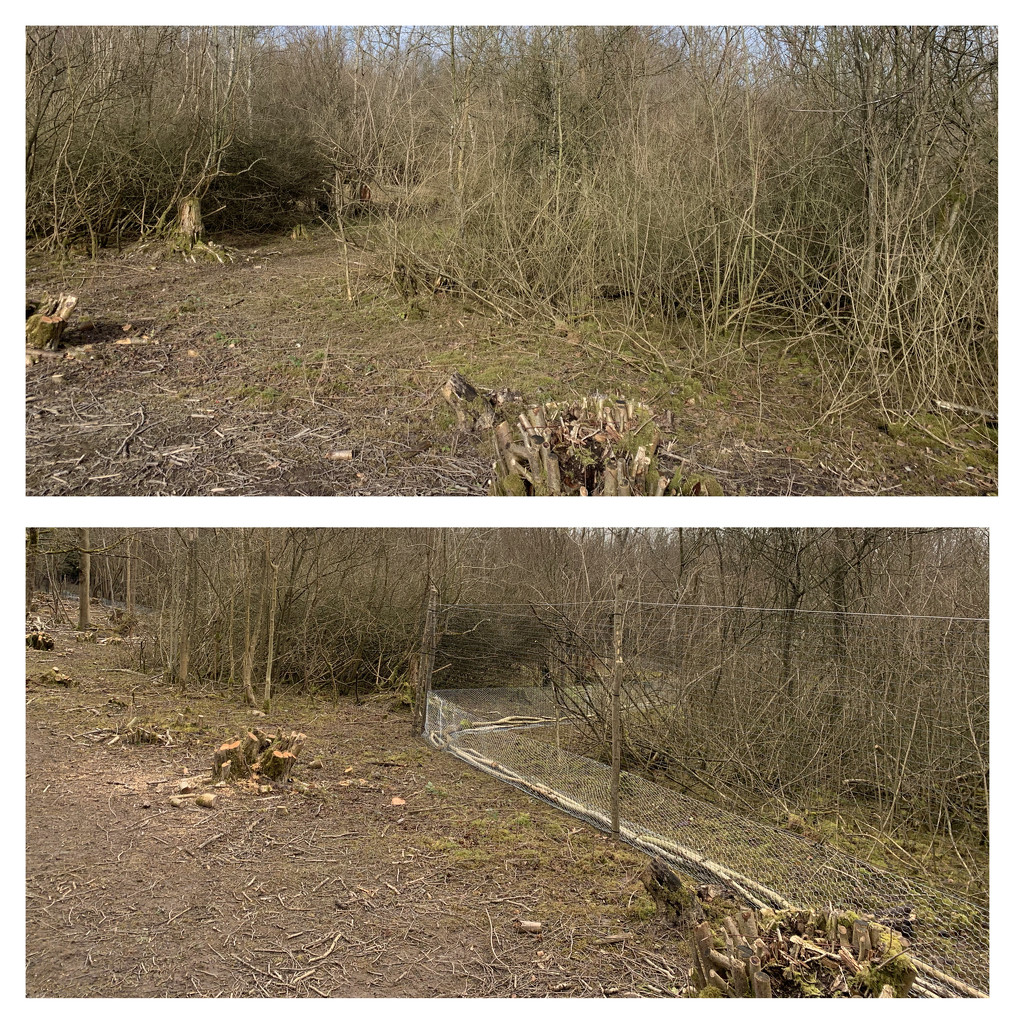 Before and After the Installation of a Deer Exclosure by mattjcuk
