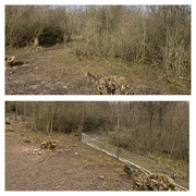 3rd Mar 2020 - Before and After the Installation of a Deer Exclosure