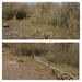Before and After the Installation of a Deer Exclosure by mattjcuk