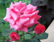 8th Mar 2020 - Pink rose 