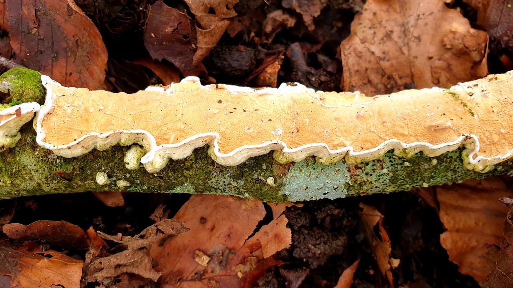 More fungus and lichen by julienne1