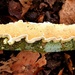 More fungus and lichen by julienne1