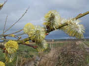 8th Mar 2020 - Pussy willow...