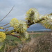 Pussy willow... by julienne1