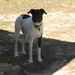 Yoshi The Dog In Our Yard  by sfeldphotos
