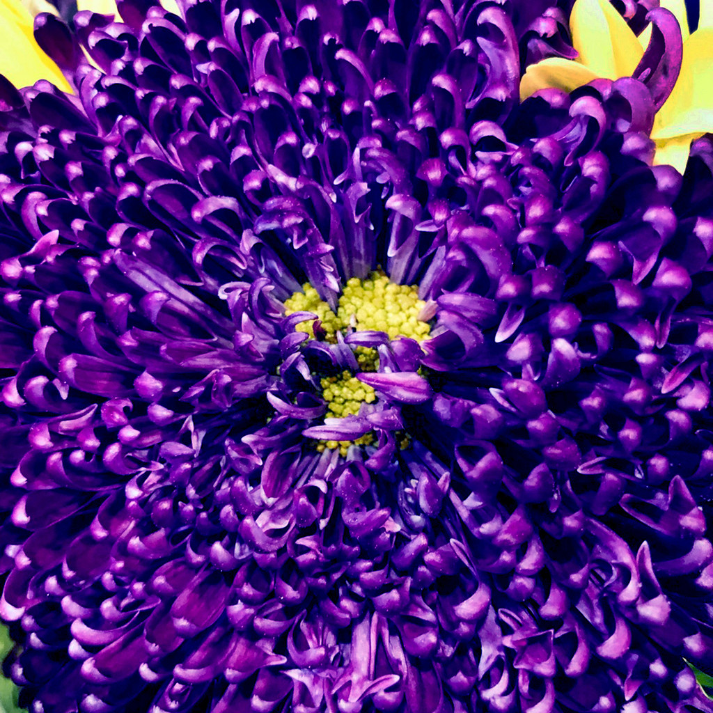 Deep Purple Flower by yogiw