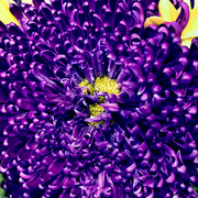 7th Mar 2020 - Deep Purple Flower