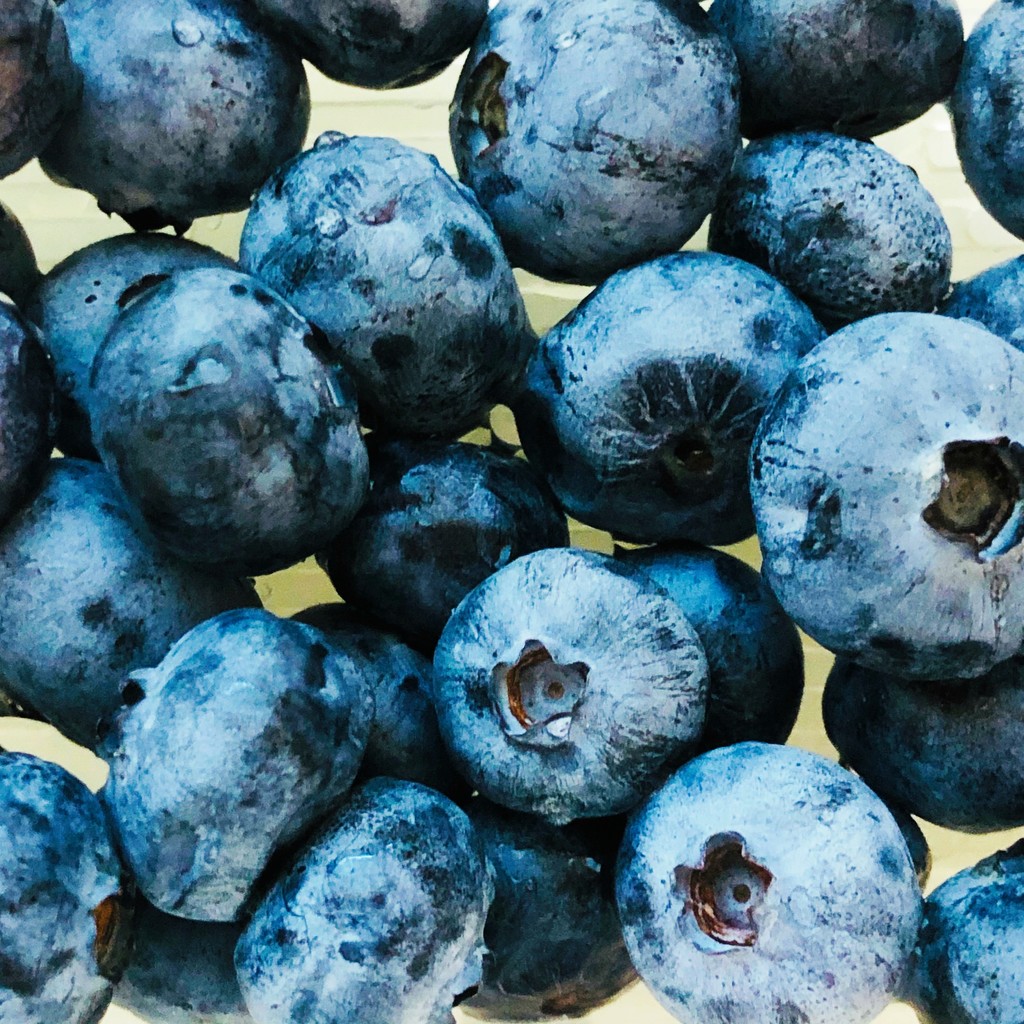 Fresh Blueberries  by yogiw