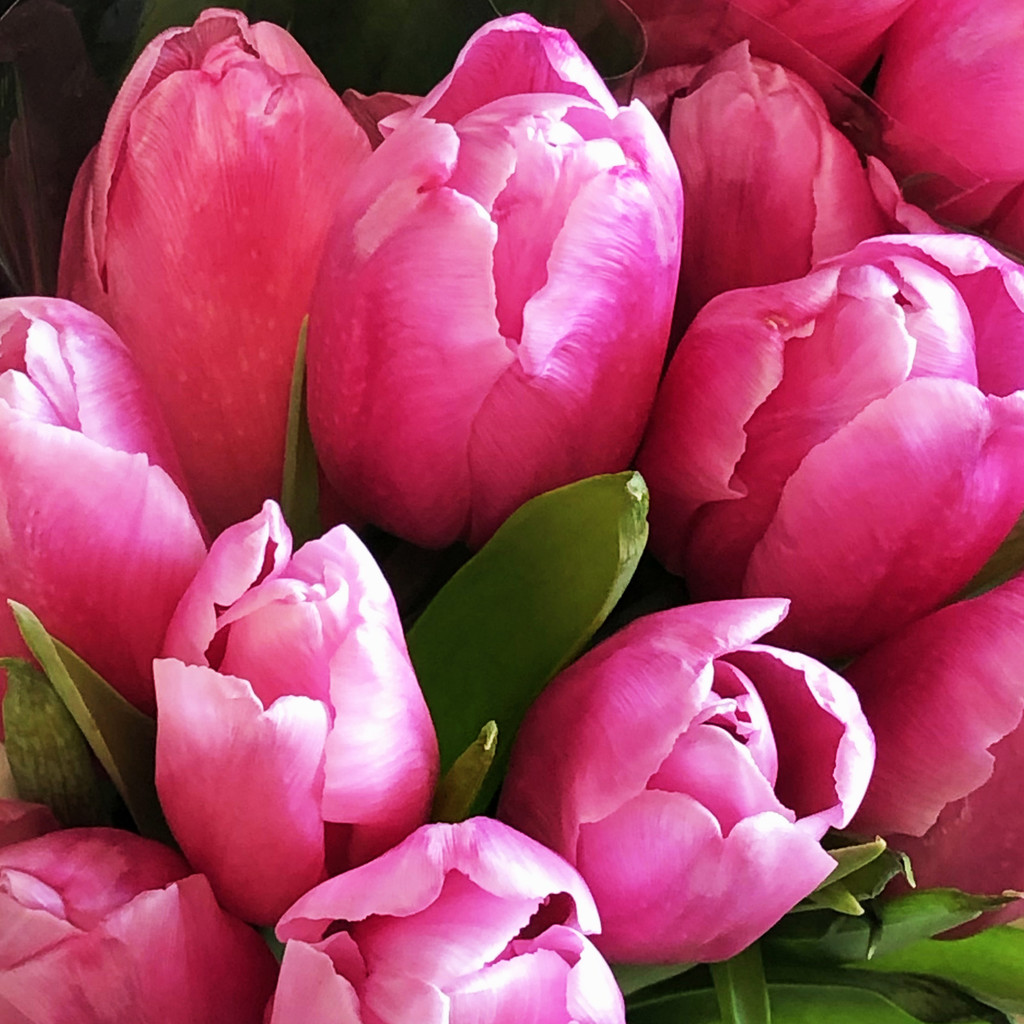 I 💕 Pink Tulips by yogiw