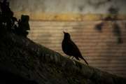 6th Mar 2020 - Dovedale blackbird