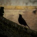 Dovedale blackbird by helenhall