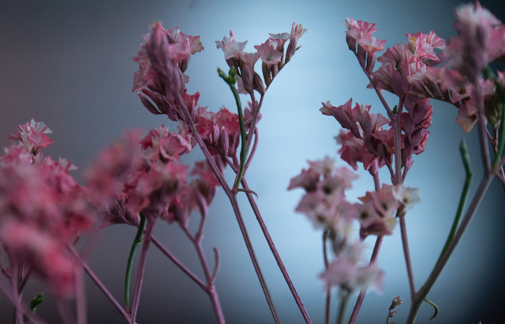 Pink Flowers by randystreat