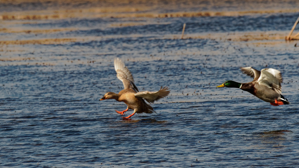 ducks in flight by rminer