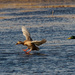 ducks in flight by rminer