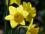 9th Mar 2020 - Daffodil