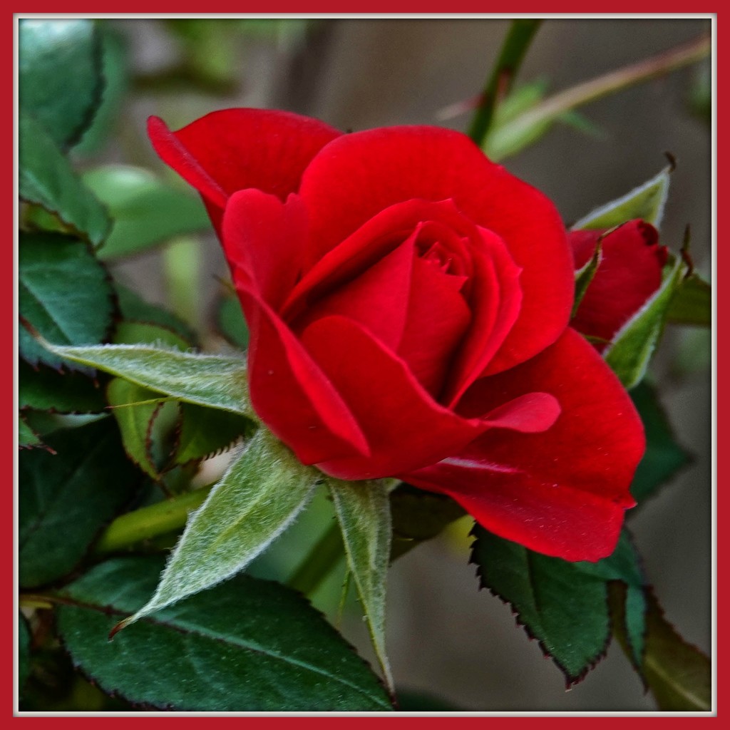 Red as a Red Red Rose by milaniet