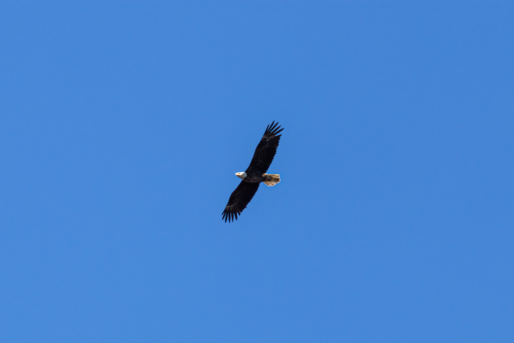 Bald Eagle In Flight by swchappell