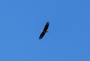 8th Mar 2020 - Bald Eagle In Flight