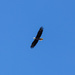 Bald Eagle In Flight by swchappell