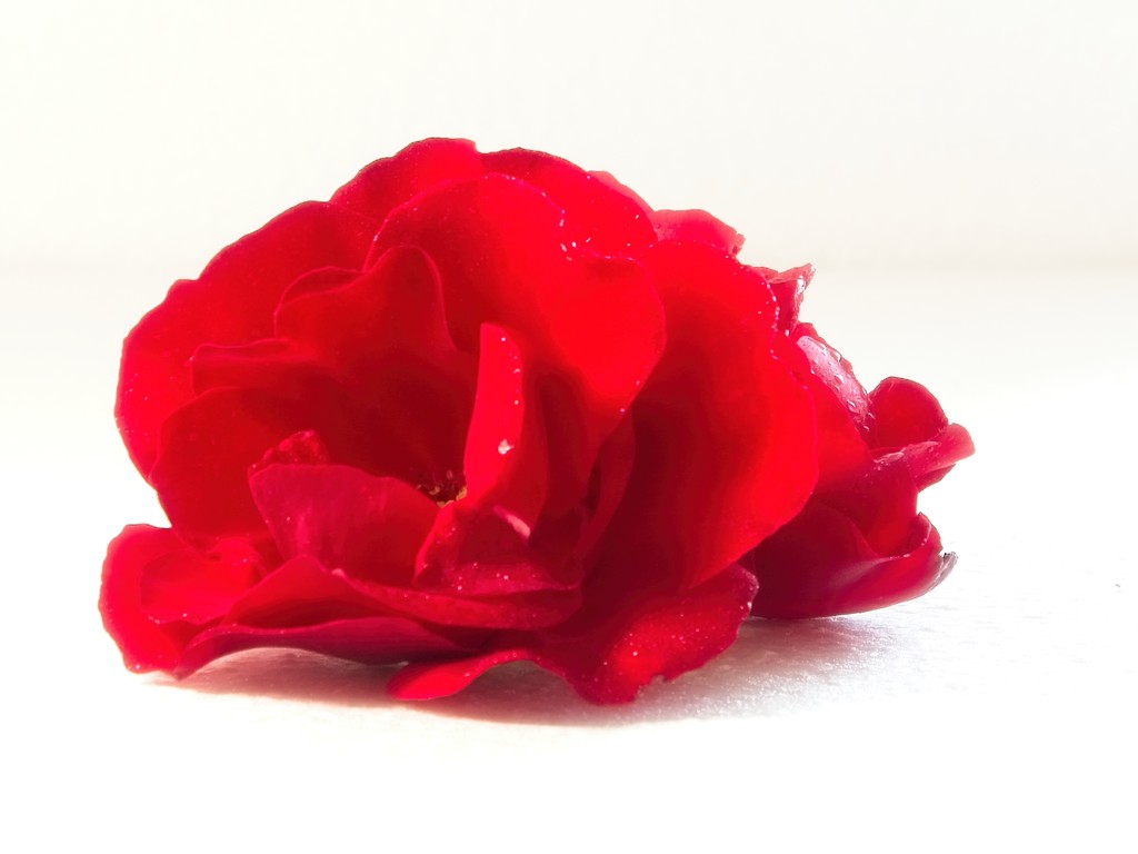 Red rose by kiwinanna
