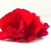 Red rose by kiwinanna