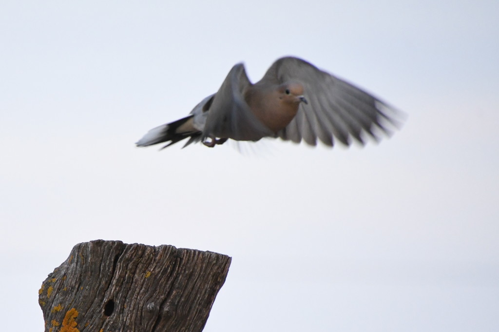 Mourning Dove Takes Flight by kareenking