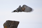 7th Mar 2020 - Mourning Dove Takes Flight