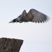 Mourning Dove Takes Flight by kareenking