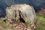 8th Mar 2020 - Damaged stump