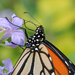Monarch butterfly feeding by maureenpp
