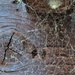 A spiders world  by sandradavies