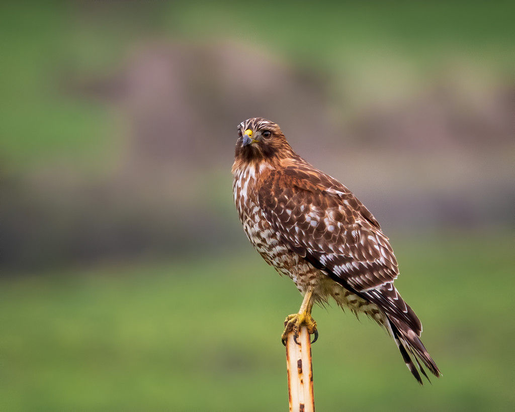 Red-Shouldered Hawk by nicoleweg