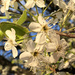 Bradford Pear blossom macro by homeschoolmom