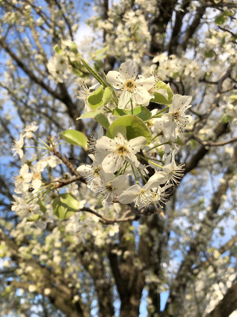Bradford Pear blossoms by homeschoolmom