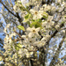 Bradford Pear blossoms by homeschoolmom