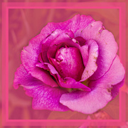 8th Mar 2020 - pink rose