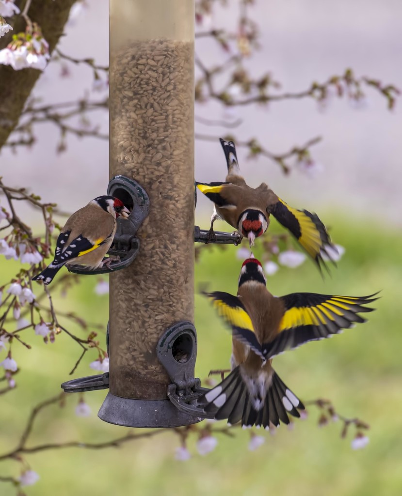 goldfinch squabble by shepherdmanswife