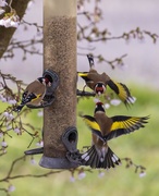 9th Mar 2020 - goldfinch squabble
