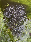 9th Mar 2020 - Frog spawn