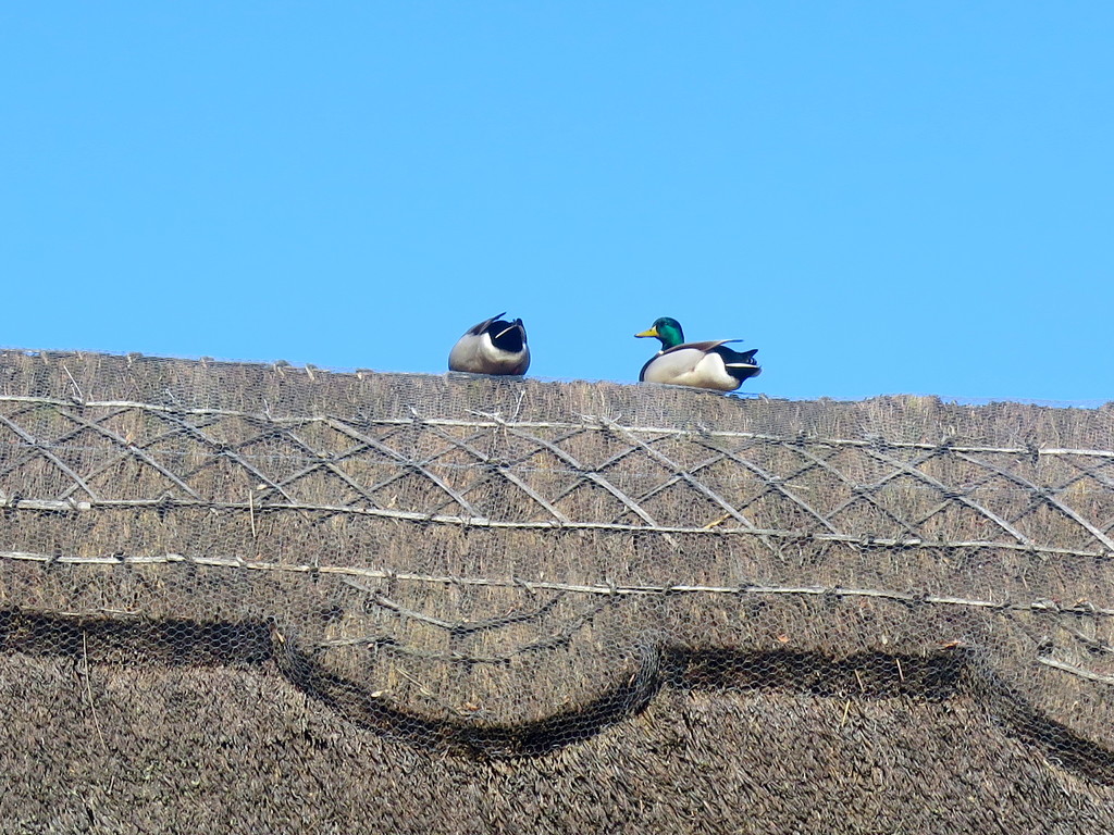 Ducks On A Roof by davemockford