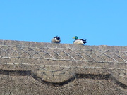 9th Mar 2020 - Ducks On A Roof